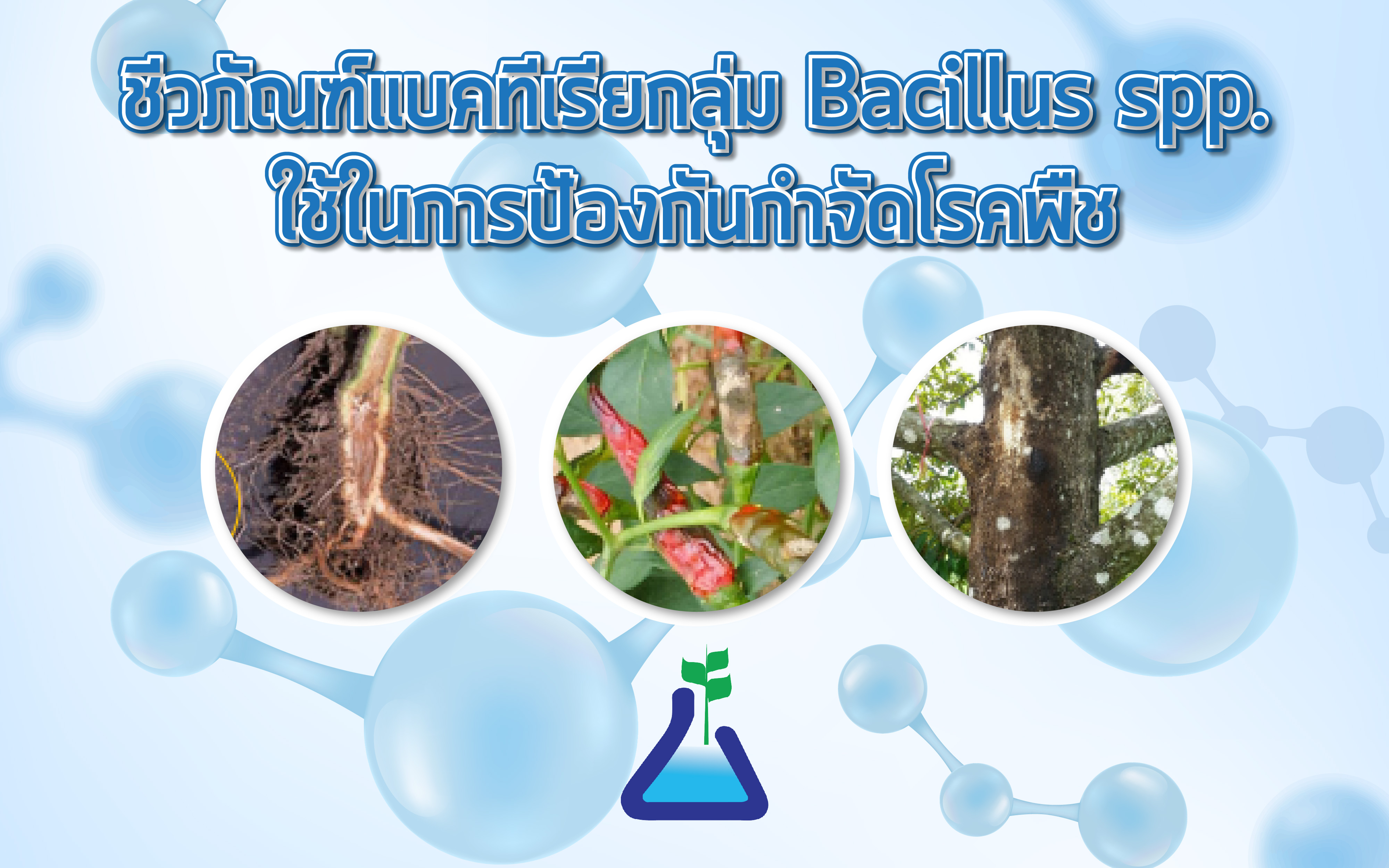 ชีวภัณฑ์แบคทีเรียกลุ่ม Bacillus spp. ใช้ในการป้องกันกำจัดโรคพืช