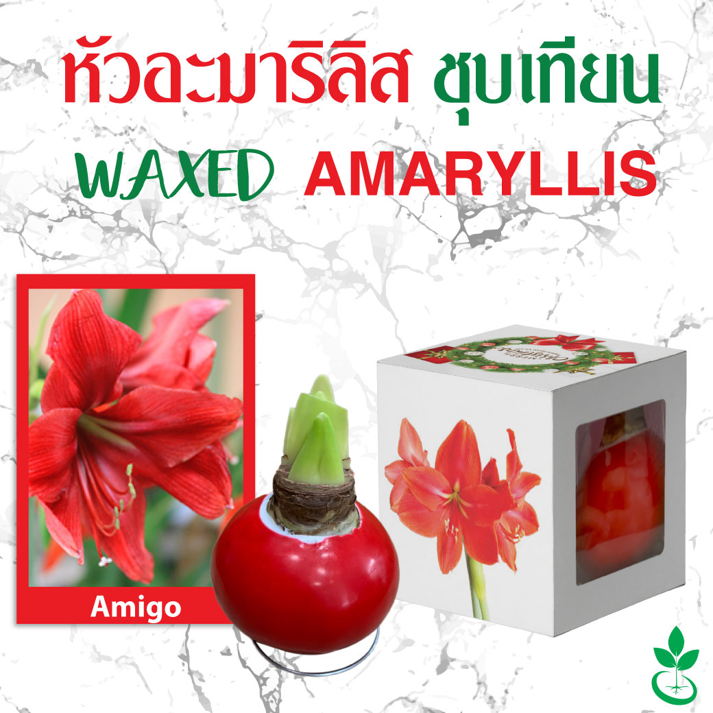 Waxed Amaryllis Bulb