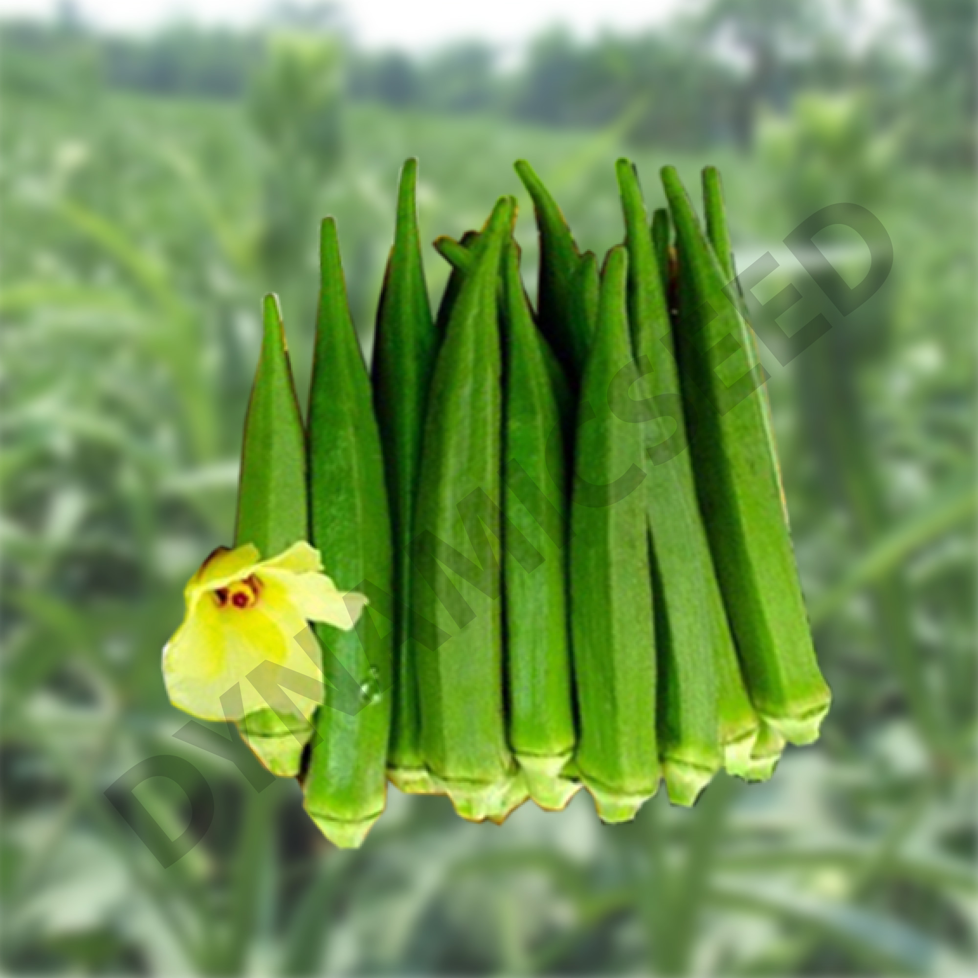 กระเจี้ยบเขียว 9707